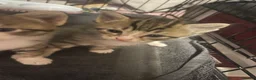 Mixed Breed cats for sale: Kittens  - Advert 4