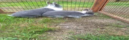 Netherland Dwarf rabbits for sale: Young female Netherlands dwarf rabbits in Weymouth - Advert 4