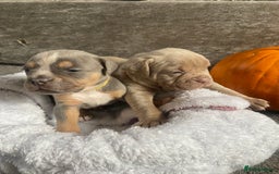 Dorset Olde Tyme Bulldogge dogs for sale: N.E.B.B.R fluffy carriers olde tyme bulldogs - Image 13