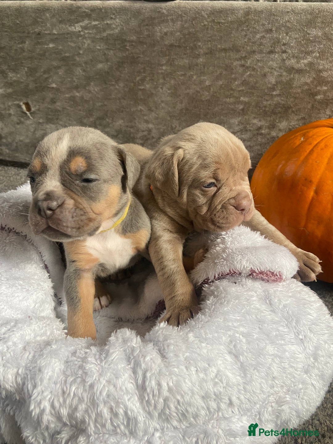 Dorset Olde Tyme Bulldogge dogs for sale: N.E.B.B.R fluffy carriers olde tyme bulldogs - Image 13