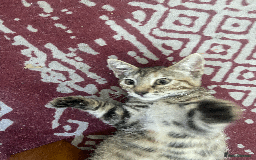 Bengal cats for sale: Cute 14-Week Bengal Kitten - Full Setup Included! - Image 3