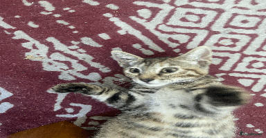 Bengal cats - Advert 15