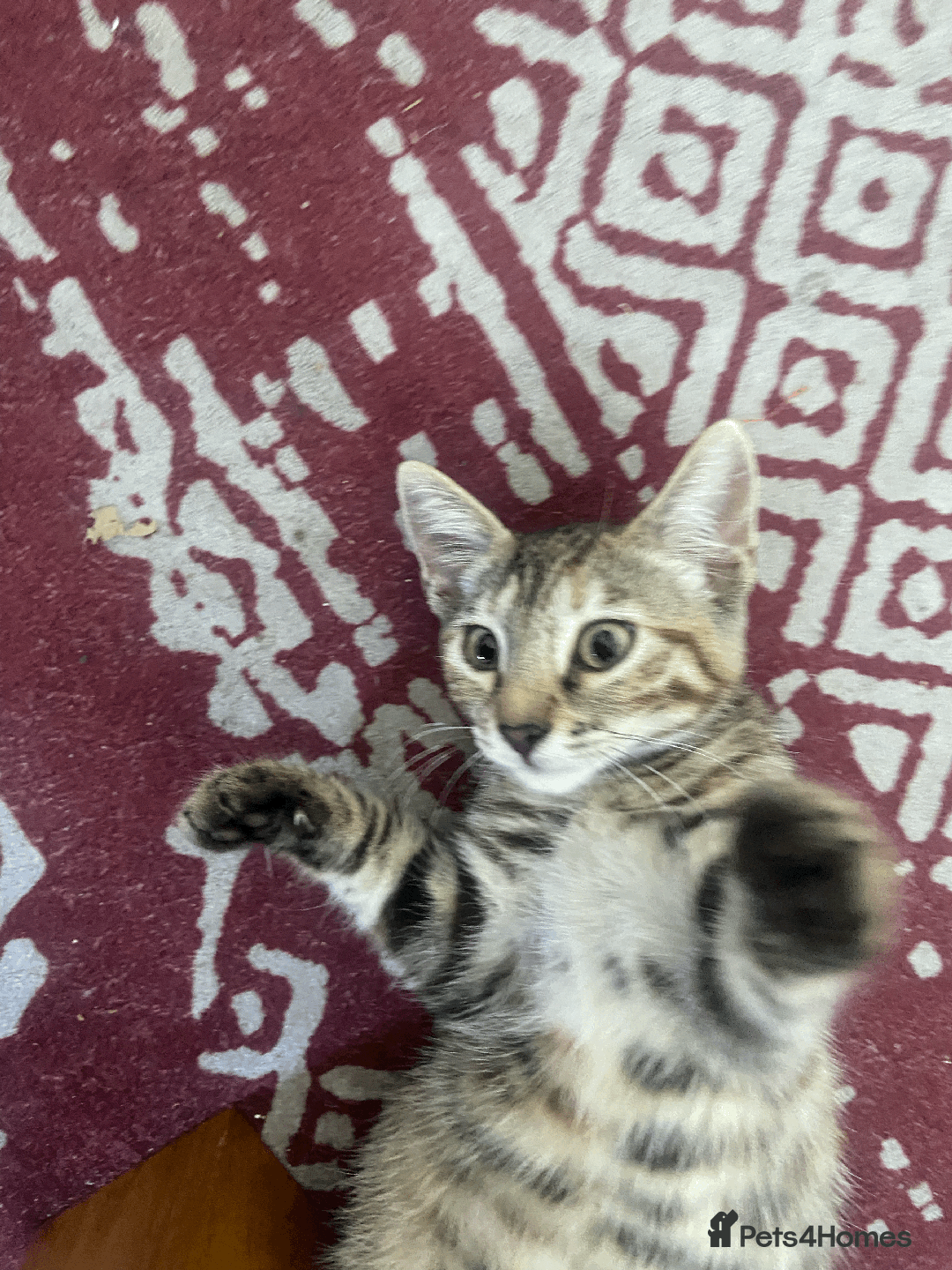 Bengal cats for sale: Cute 14-Week Bengal Kitten - Full Setup Included! - Image 3