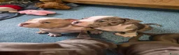 American Bully dogs for sale: Our Pocket Bully puppies  - Advert 23