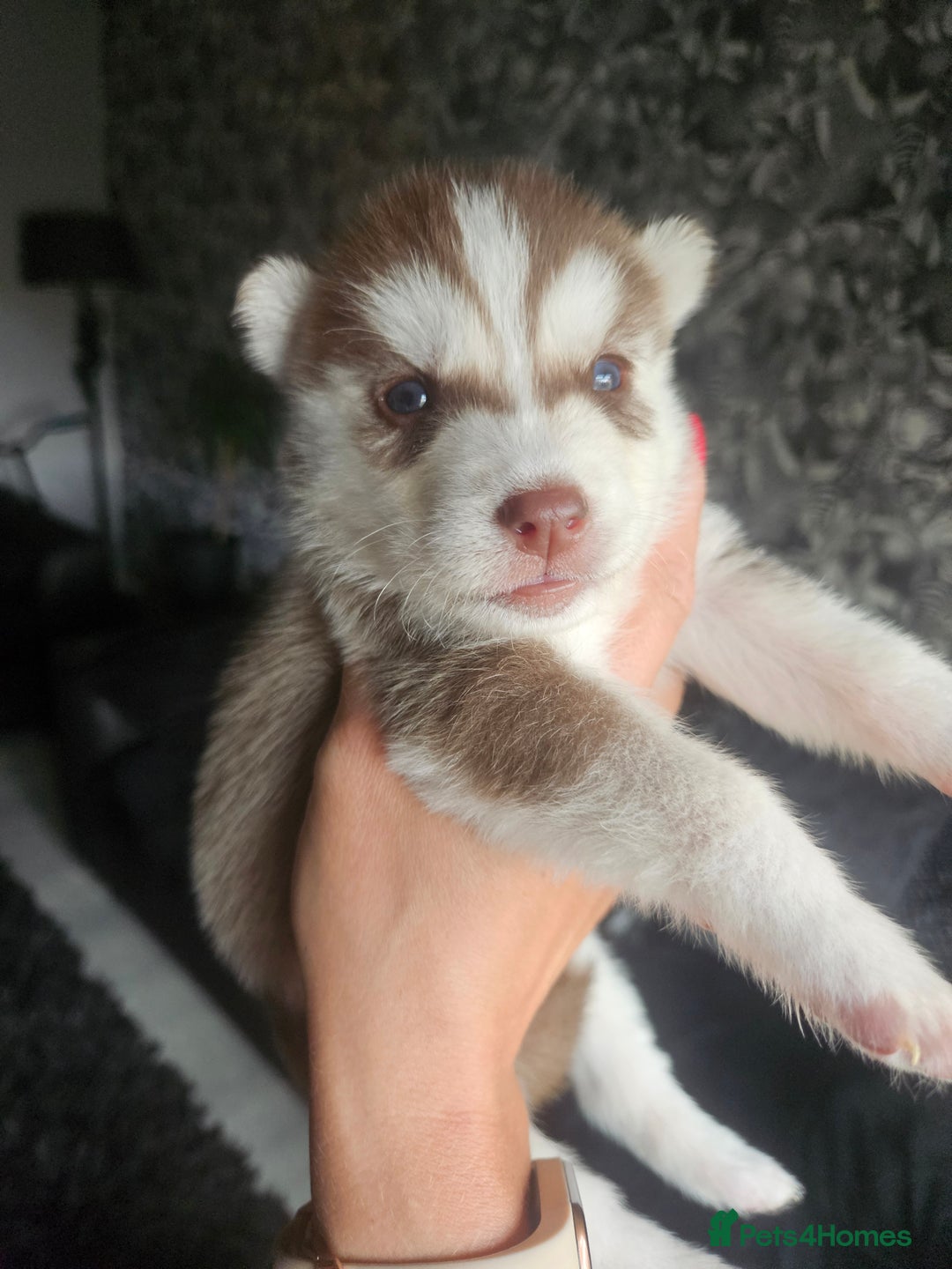 Siberian Husky dogs for sale: Gorgeous Litter of Husky Puppies - Image 26