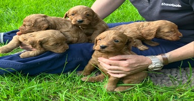 Cockapoo dogs - Advert 1