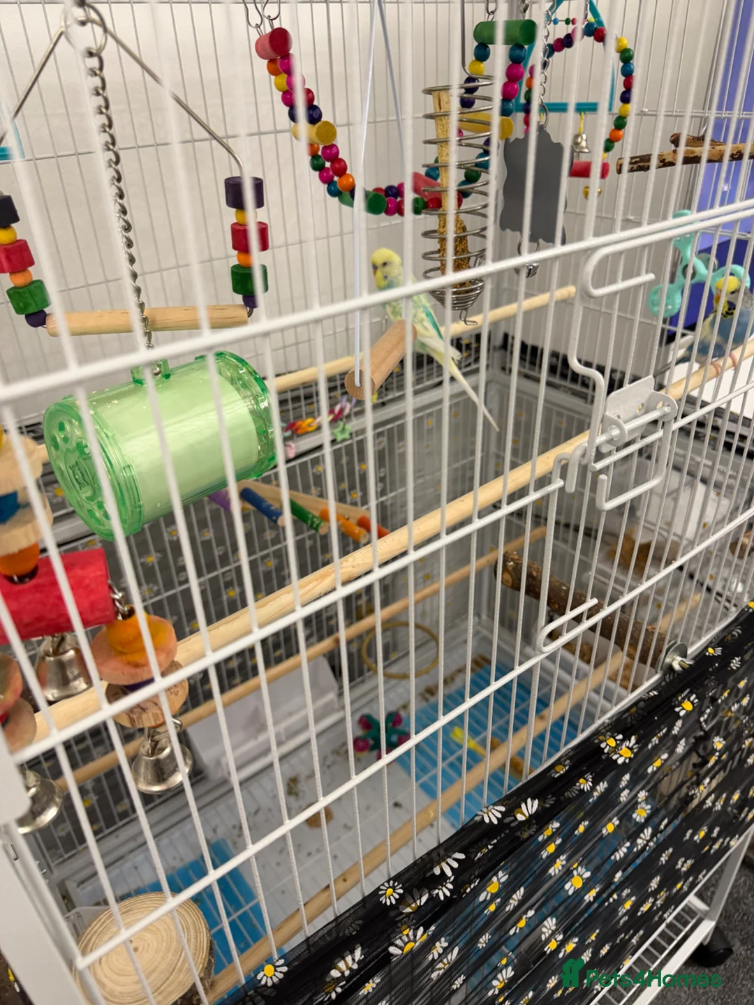 Budgerigars birds for sale: 2budgies (price can be discussed)  - Advert 3