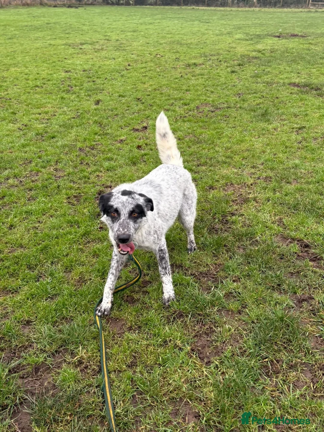 Mixed Breed dogs for adoption: Cessil - Norwich Norfolk  - Advert 13