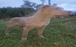 Mixed Breed dogs for sale: Cane Corso/Presa Canario Molloser dogs  - Advert 11