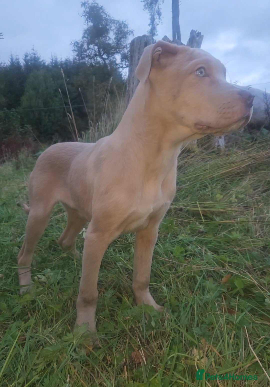 Mixed Breed dogs for sale: Cane Corso/Presa Canario Molloser dogs  - Advert 11