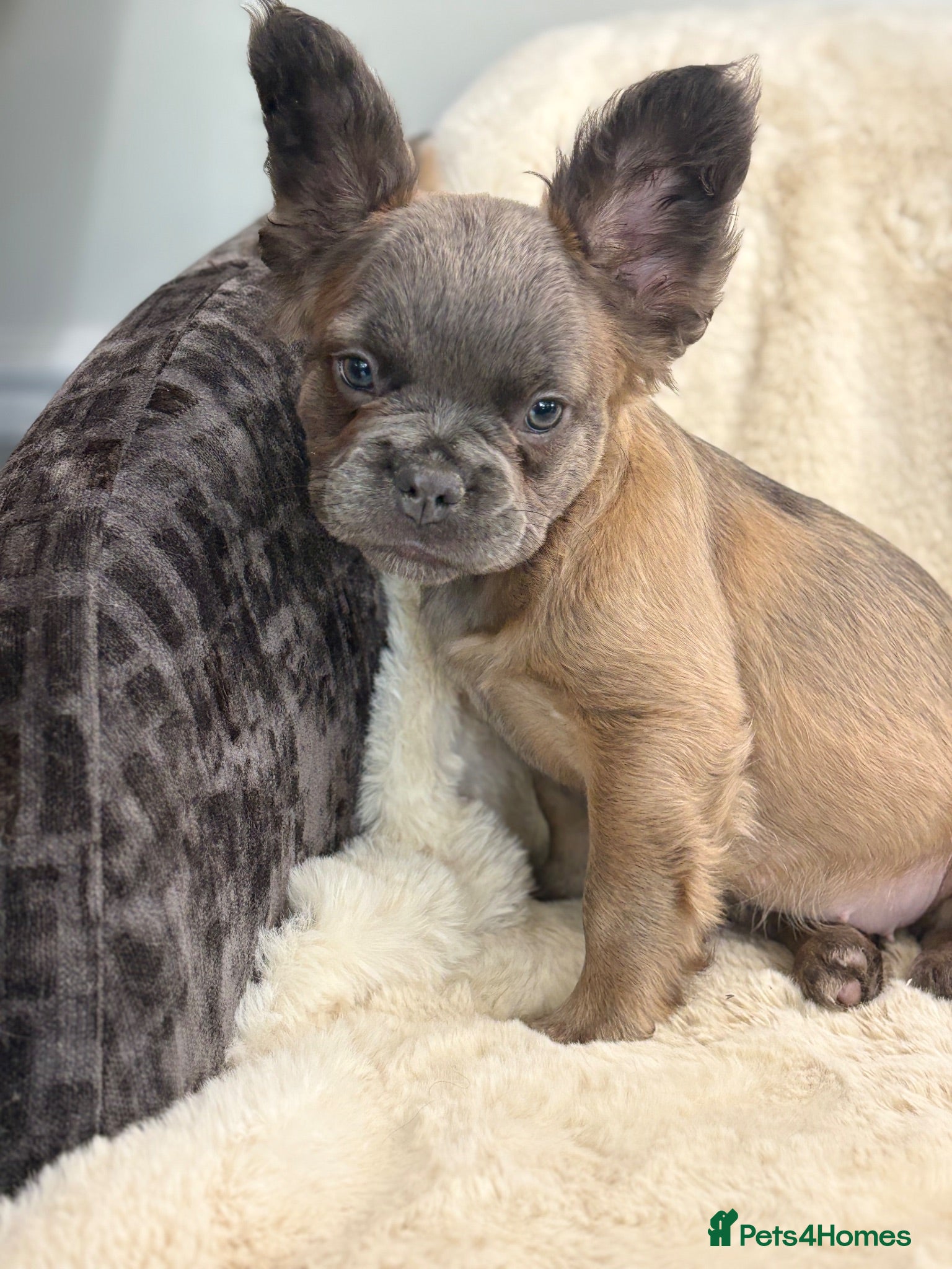 French Bulldog dogs Top quality fluffy French bulldog puppies  - Advert 1