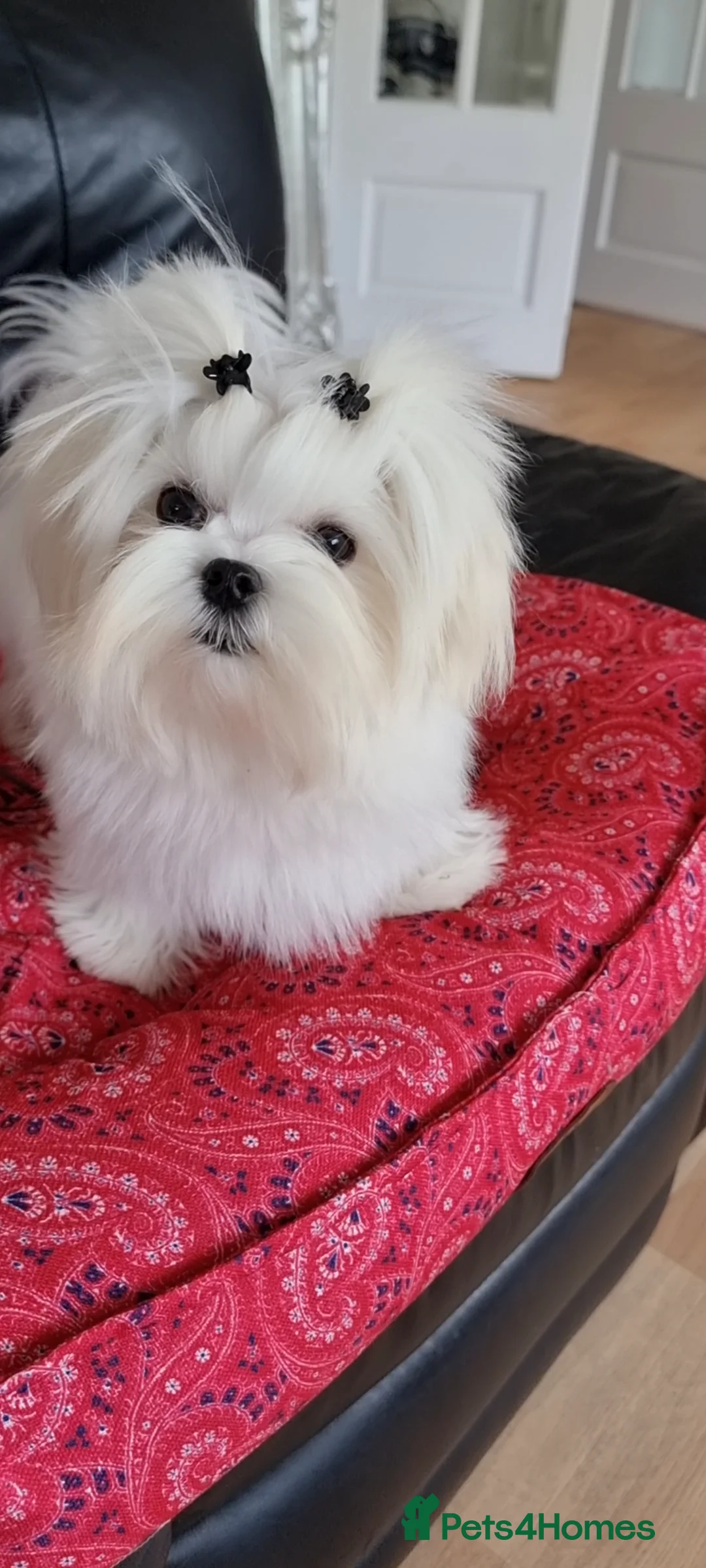 Maltese dogs for stud:  Miniature Korean maltese stud  - Advert 2