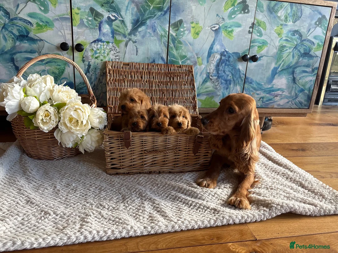 Cockapoo dogs for sale: Cockapoo F1 show type pups, PRIZEWINNING LINES  - Advert 4
