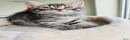 Mixed Breed cats for sale: 5 Beautiful Kittens Looking for Loving Homes - Advert 2