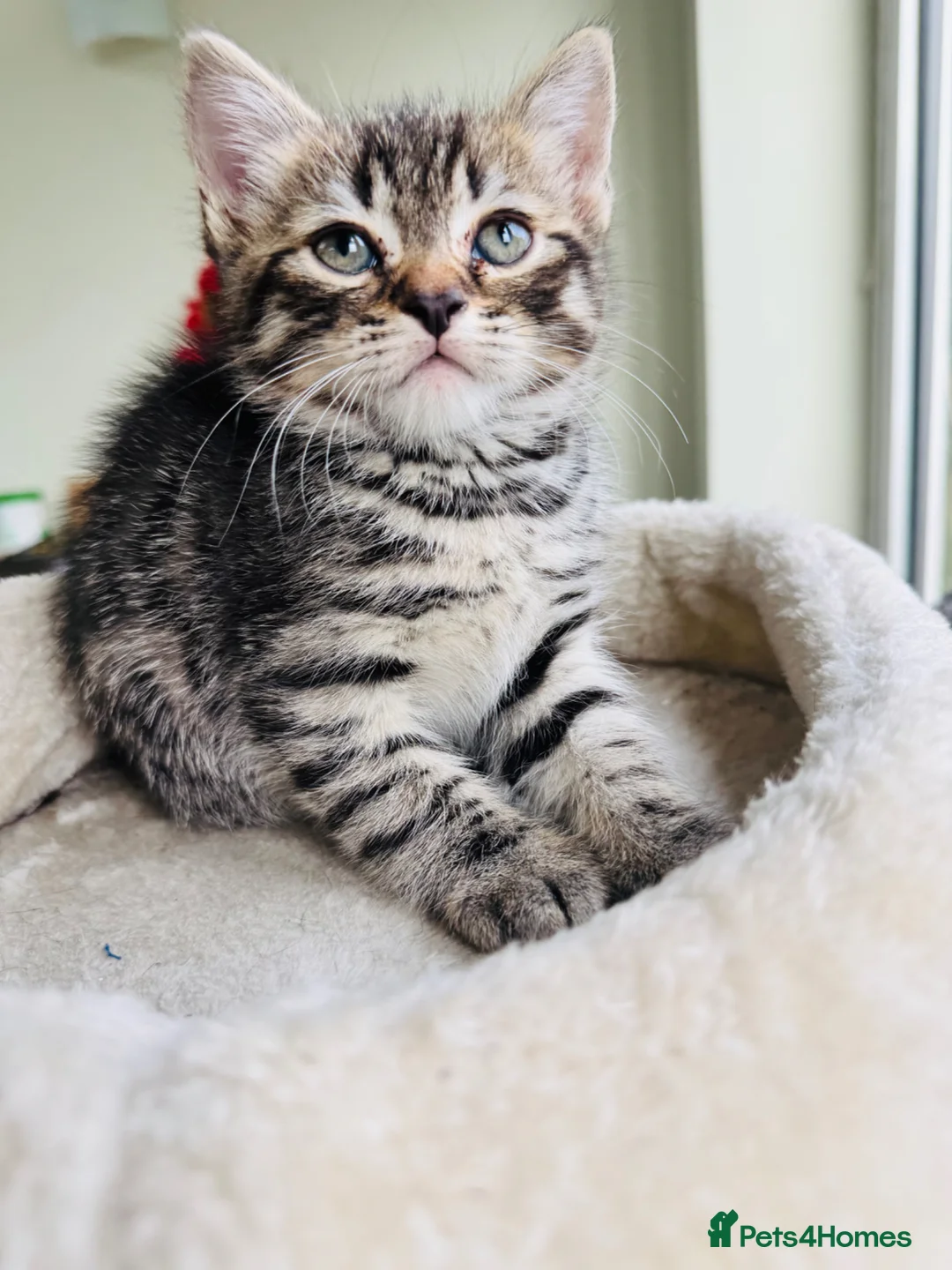 Mixed Breed cats for sale: 5 Beautiful Kittens Looking for Loving Homes - Advert 2