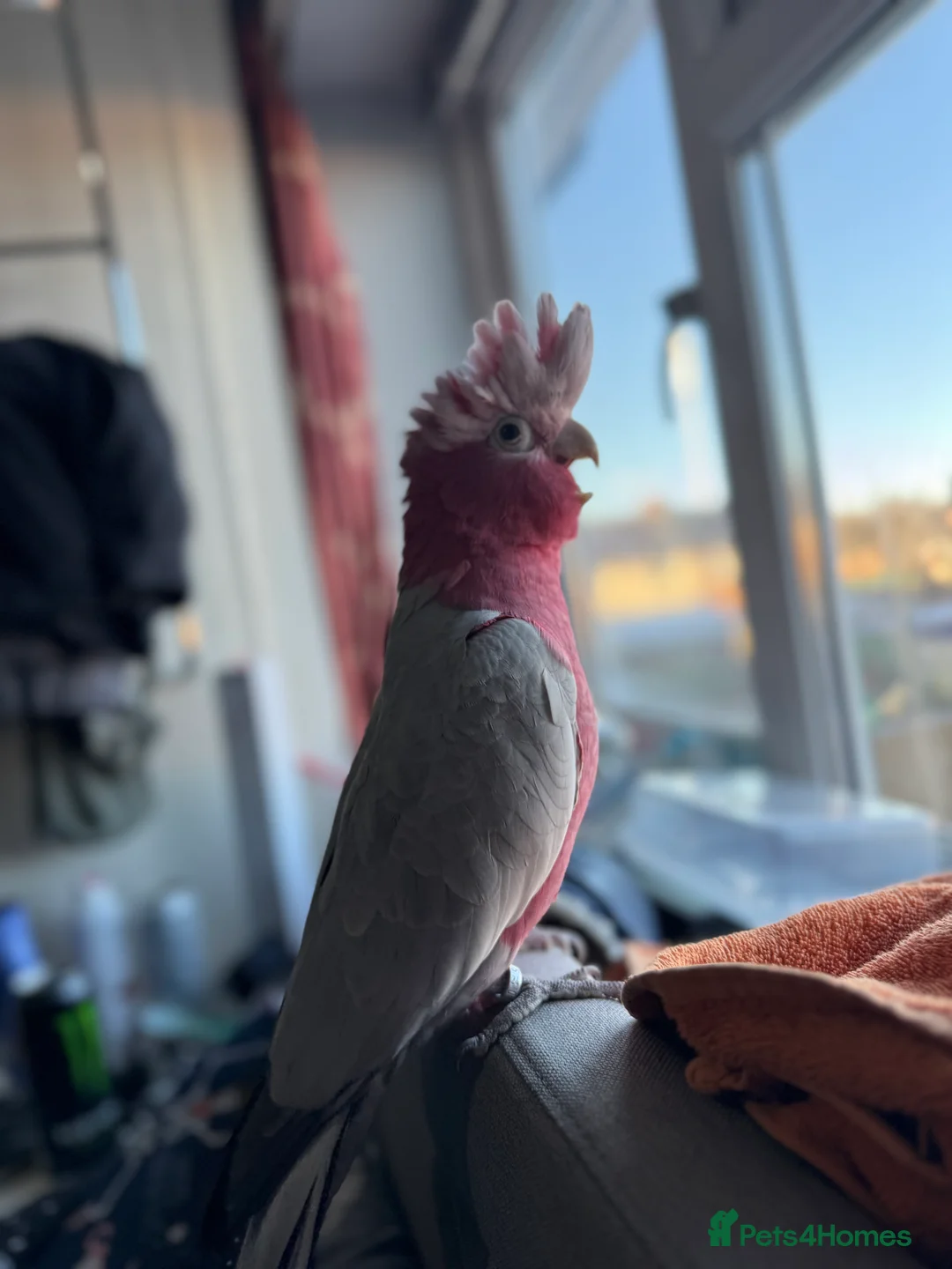 Cockatoo birds for sale: Ghala Cockatoo, and cage - Advert 2