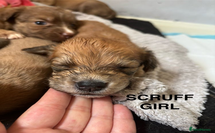 Mixed Breed dogs - Advert 10