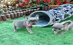 French Bulldog dogs for sale: Adorable Puppies Looking for a New Home! - Image 12
