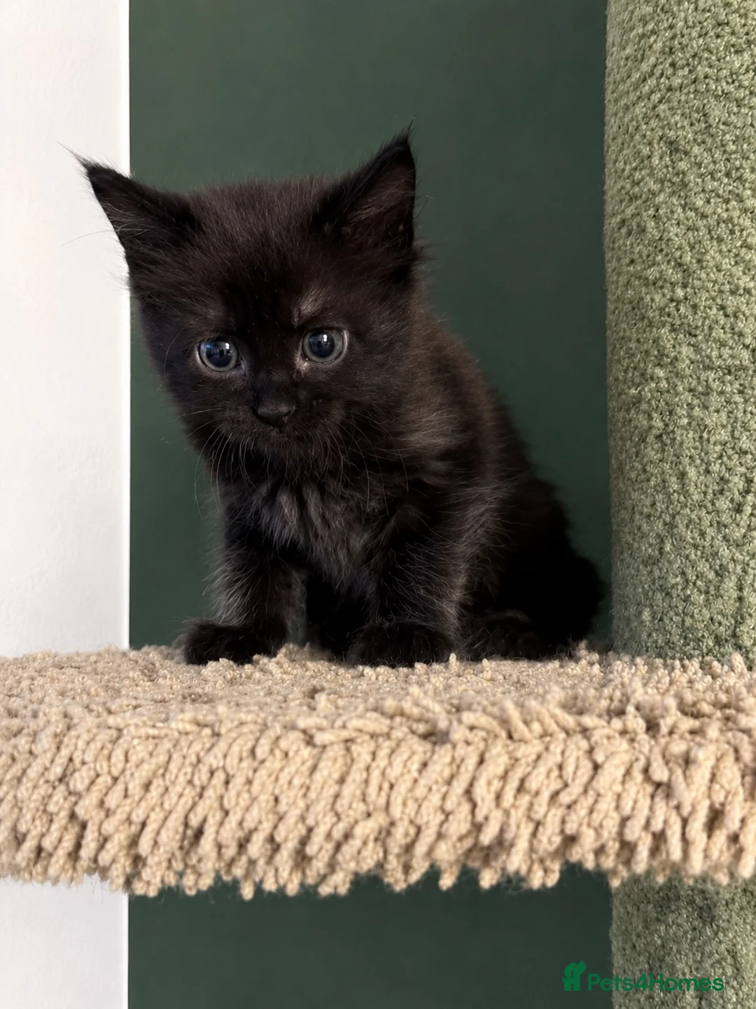 Maine Coon cats for sale: Maine Coon kittens  - Advert 2