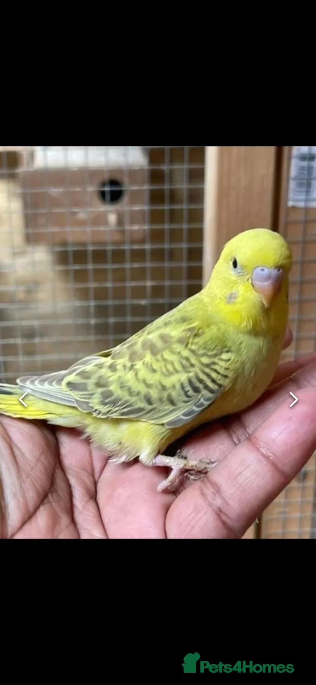 Budgerigars birds for sale: Beautiful Hand Tame English Budgies only £45 each - Advert 1