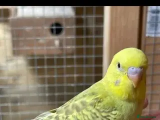 Budgerigars birds Beautiful Hand Tame English Budgies only £45 each - Advert 1