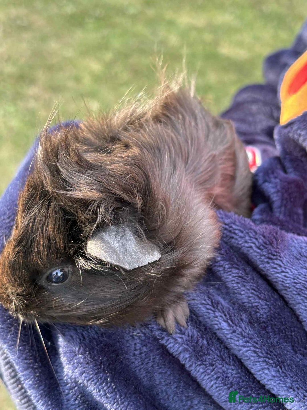 Guinea Pig rodents for sale: Last 4 male guinea pigs only £10 this week only - Image 4
