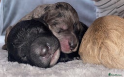 Cockapoo dogs for sale: Stunning Cockapoos - Image 2