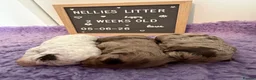 Cockapoo dogs for sale: Beautiful litter of f1b cockapoo girls - Advert 22