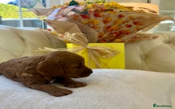 Cockapoo dogs for sale: 4⭐️Licensed F1b Cockapoos Exceptionally Bred - Image 20