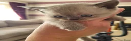 British Shorthair cats for sale: Beautiful British short hair kittens  in Cannock - Advert 7