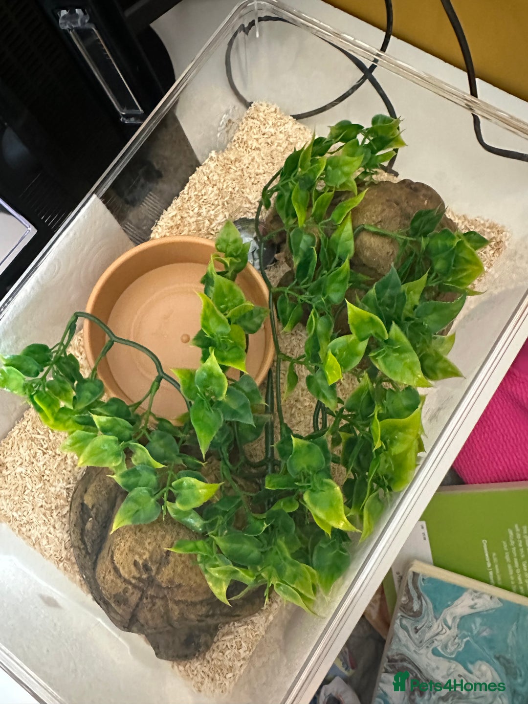 Python Snake reptiles for sale: Ball Python: young/baby  - Advert 4