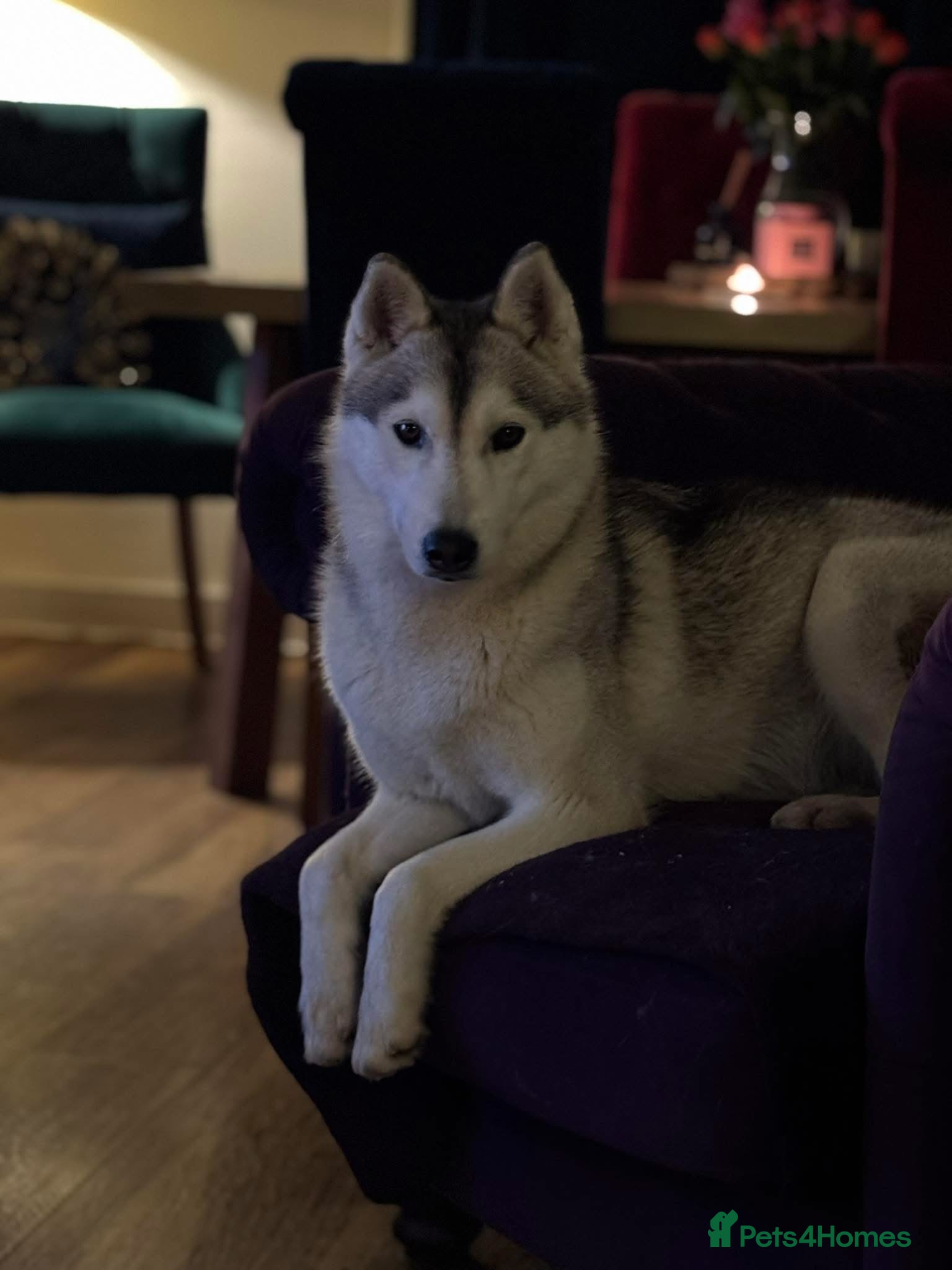 Siberian Husky dogs ✨ Exceptional Pedigree Siberian Husky Puppies ✨ - Advert 7