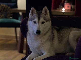 Siberian Husky dogs ✨ Exceptional Pedigree Siberian Husky Puppies ✨ - Advert 14