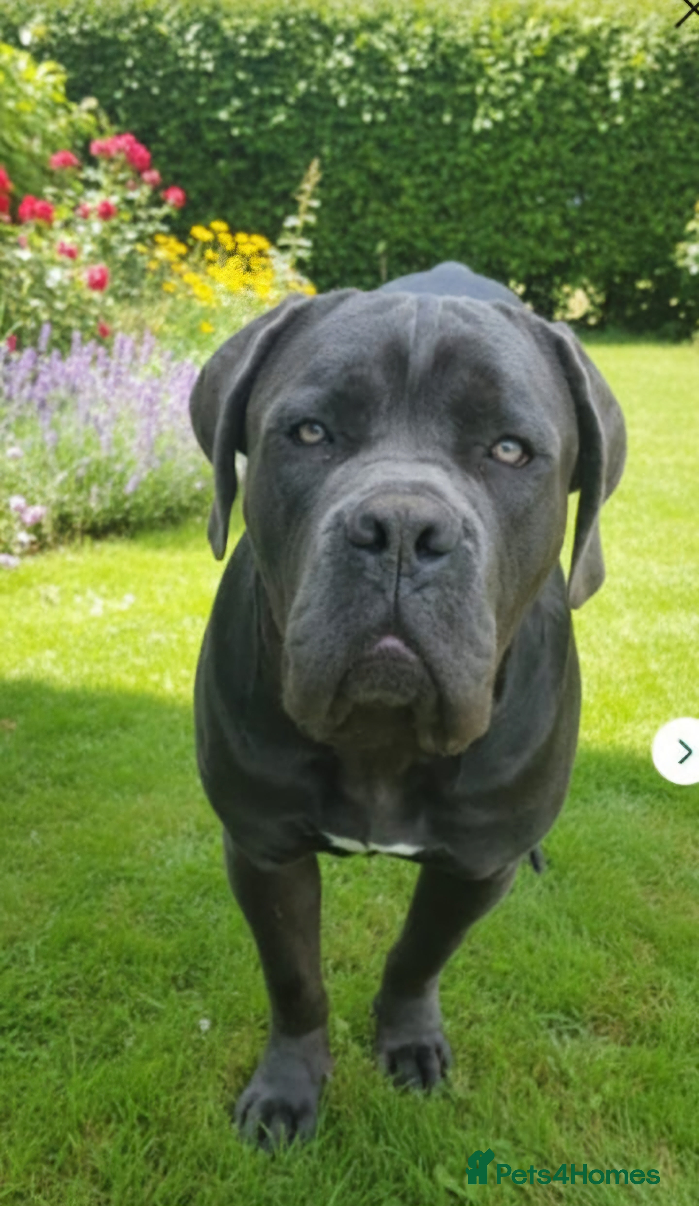 Cane Corso dogs 13 month old blue cane corso - Advert 1