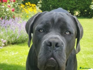 Cane Corso dogs 13 month old blue cane corso - Advert 1