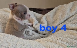Boston Terrier dogs for sale: Lilac boston babies  - Image 3