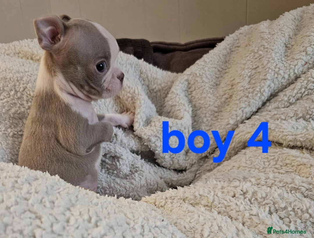 Boston Terrier dogs for sale: Lilac boston babies  - Image 3