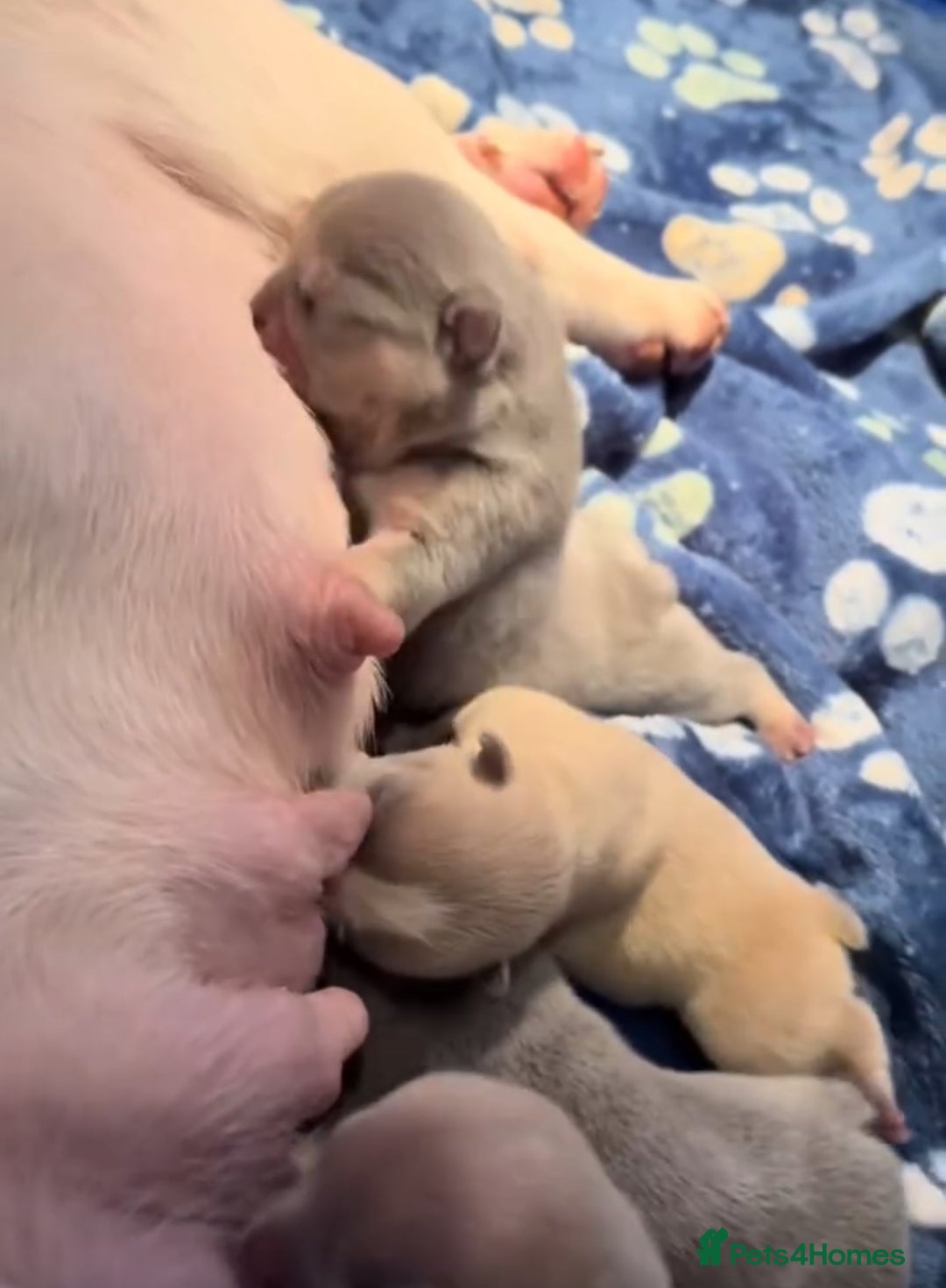 French Bulldog dogs for sale: Lilac puppy boy micro lines  - Image 6