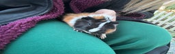 Guinea Pig rodents for sale: 2 beautiful male guinea pig babys - Advert 5