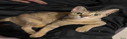 Abyssinian cats for sale: STUNNING ABYSSINIAN MIXED BABIES NEEDING HOMES  - Advert 18