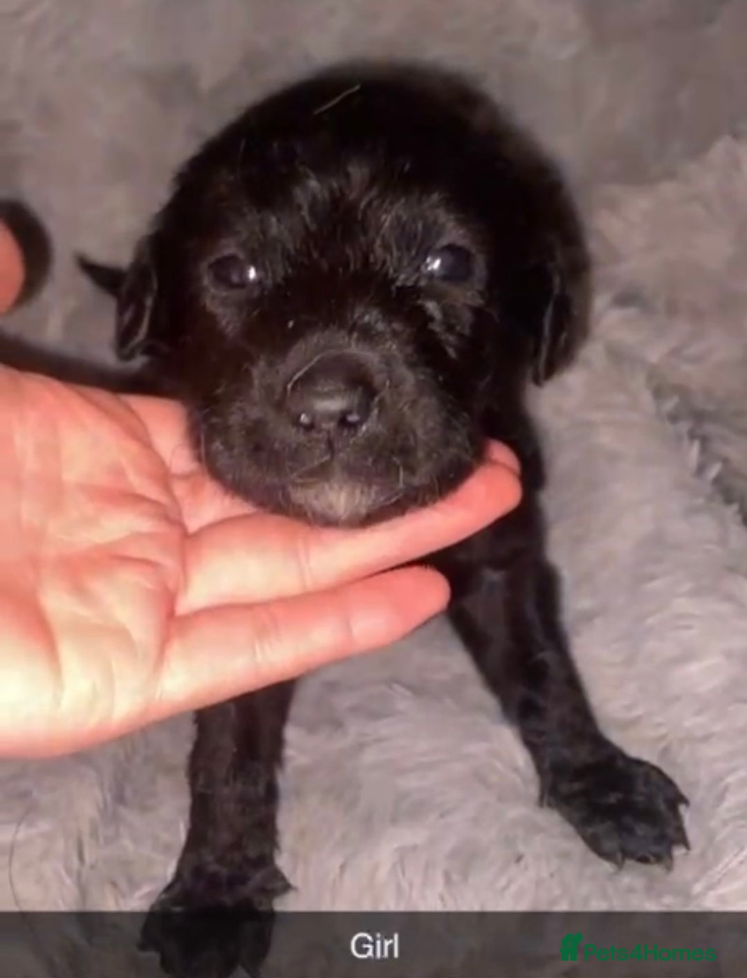 Mixed Breed dogs for sale: 4 chunky colliedoors - Image 2