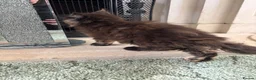 Maine Coon cats for sale: Maine Coon Kittens 2 males  - Advert 11