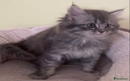 Mixed Breed cats for sale: Beautiful kittens available  - Image 5