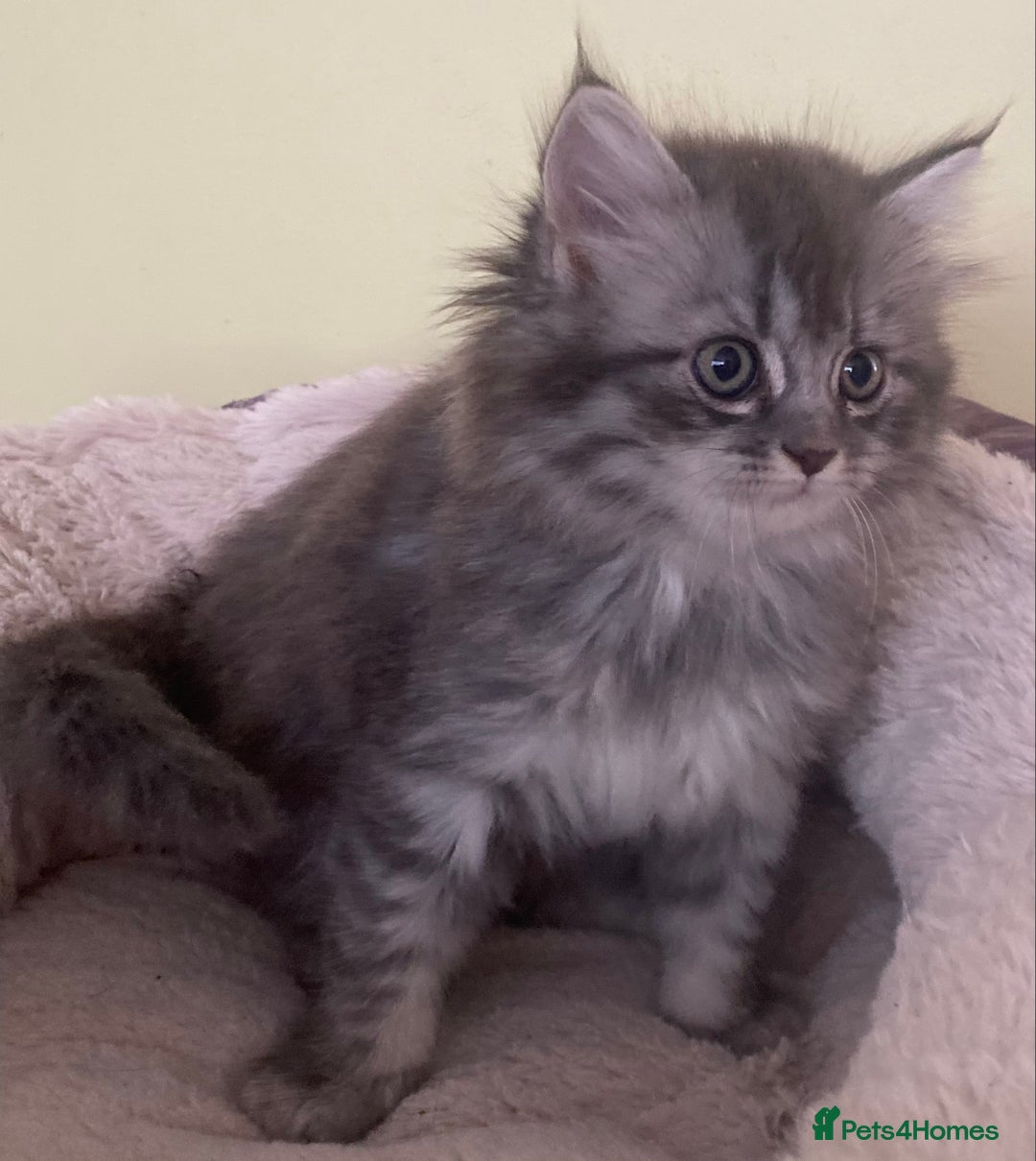 Mixed Breed cats for sale: Beautiful kittens available  - Image 5