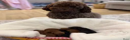 Toy Poodle dogs for sale: Asian x toy poodle  - Advert 6