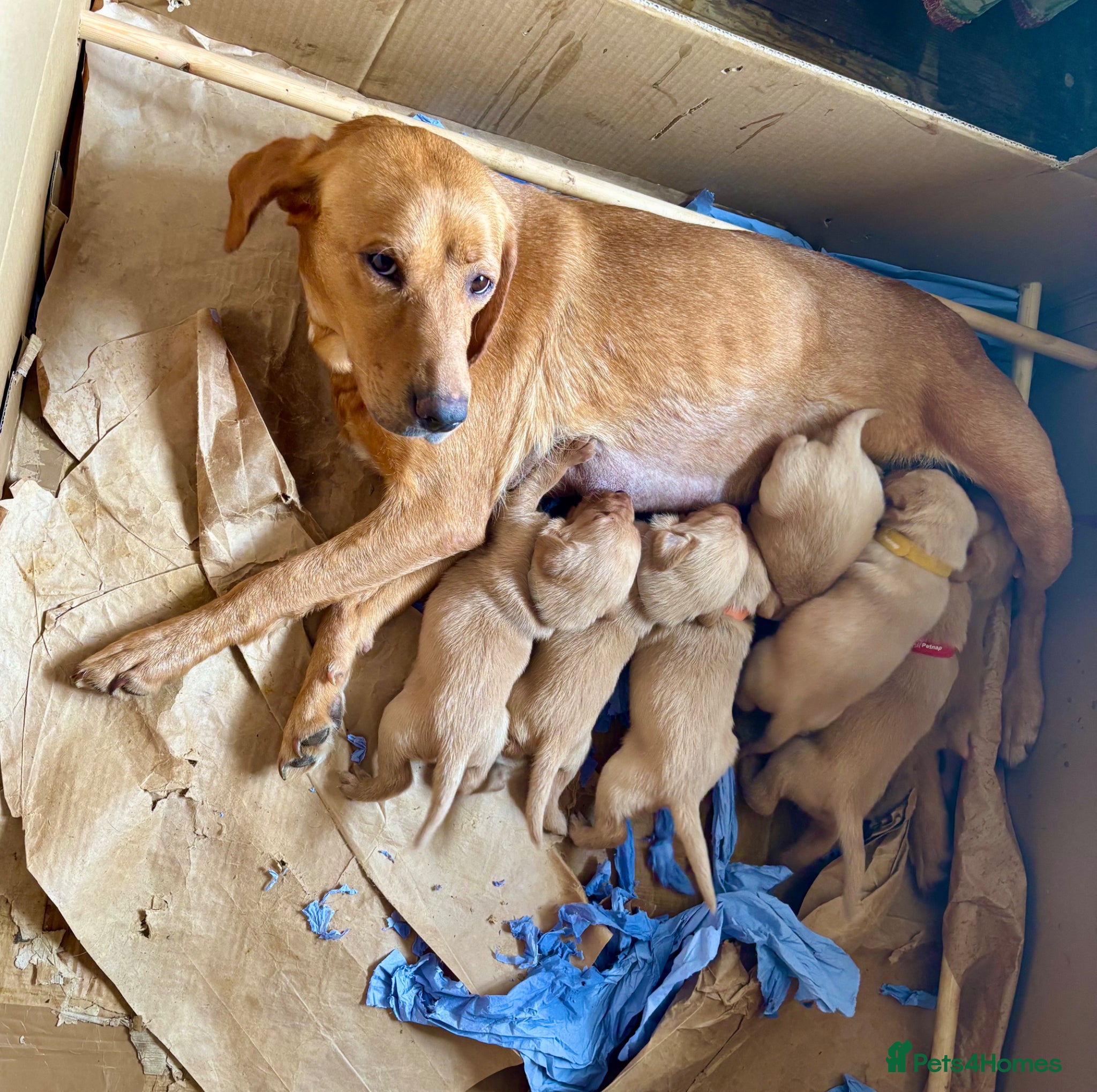 Labrador Retriever dogs Yellow Labrador Pups Dogs and Bitches - Advert 3