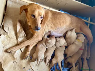 Labrador Retriever dogs Yellow Labrador Pups Dogs and Bitches - Advert 3