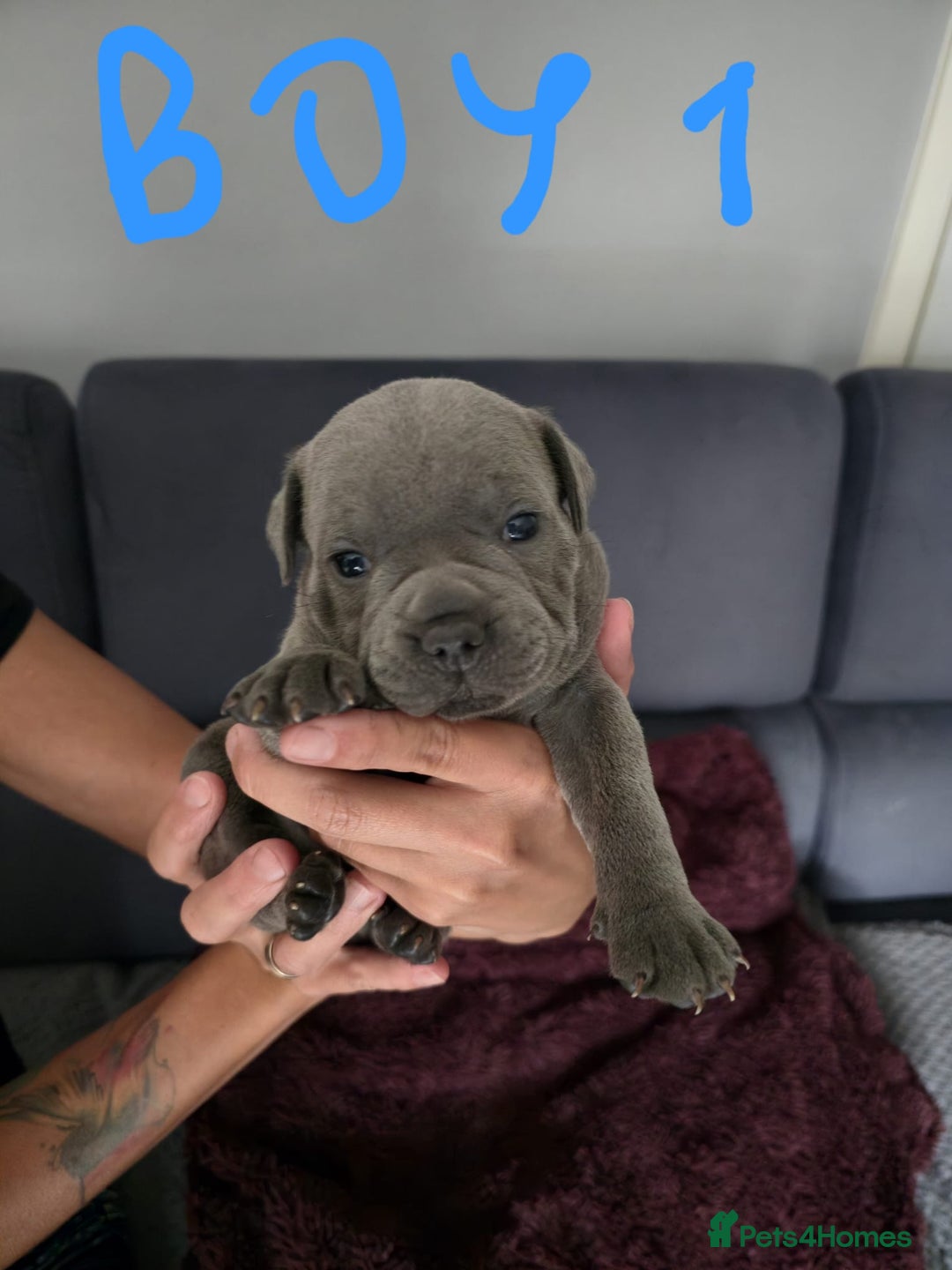 Staffordshire Bull Terrier dogs for sale: Blue Staffies Kc Registered - Image 8