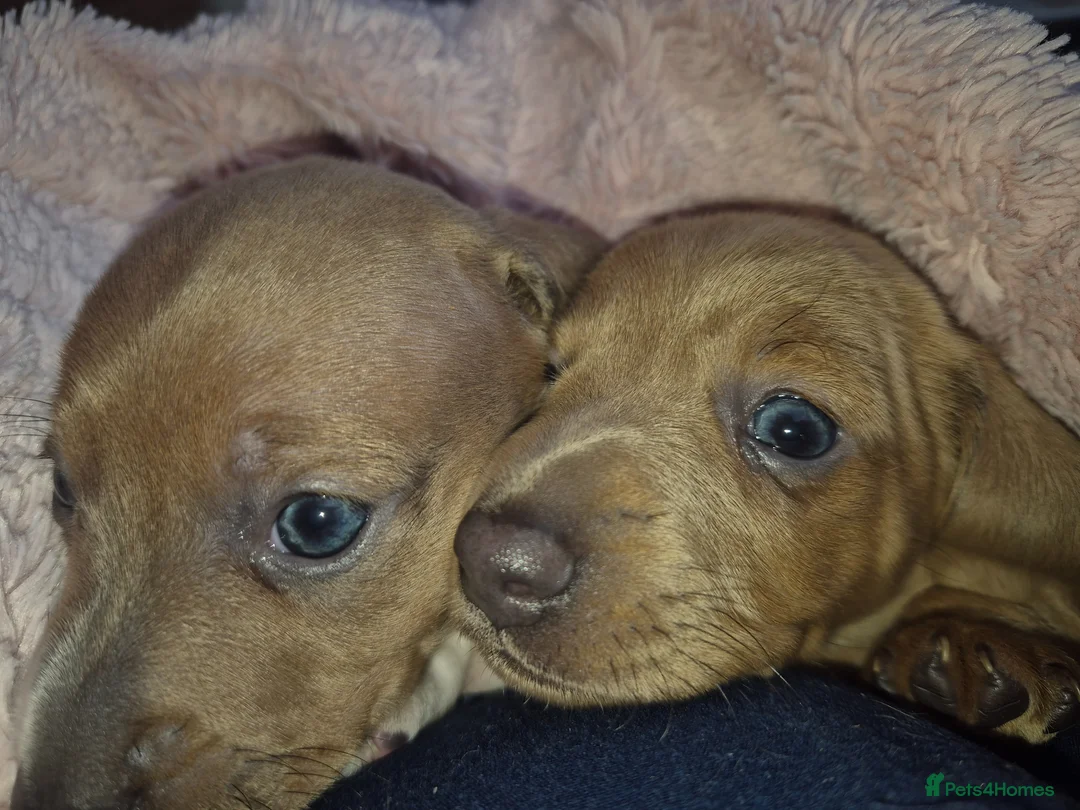 Miniature Dachshund dogs for sale: 2 miniature dachshund puppies for sale - Advert 1