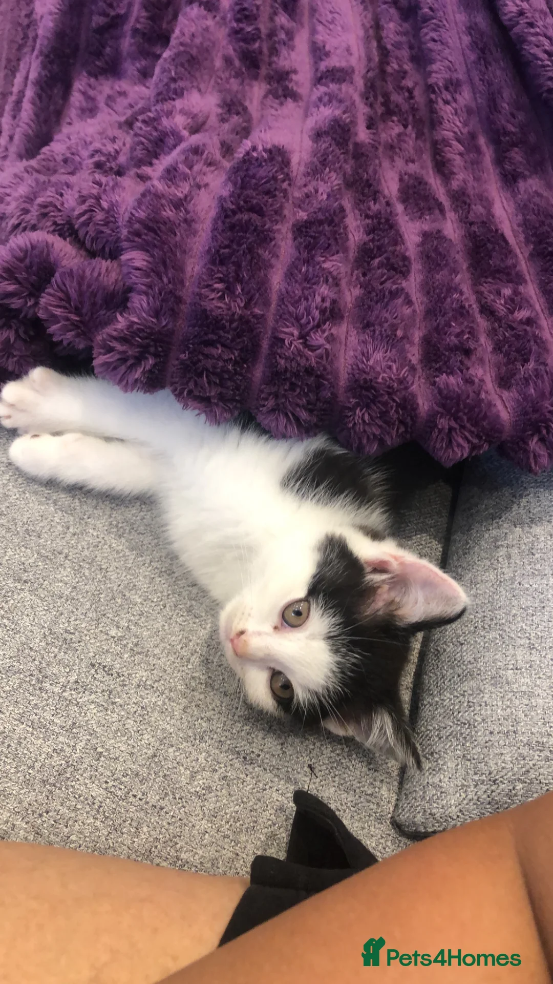 Domestic Shorthair cats for sale: Beautiful Domestic Shorthair Kitten in London - Advert 4